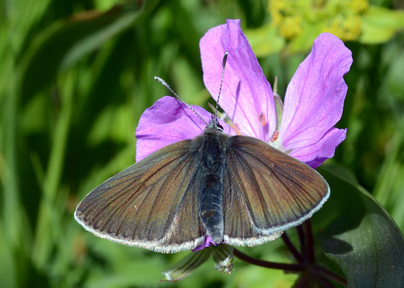 Altro licenide da identificare